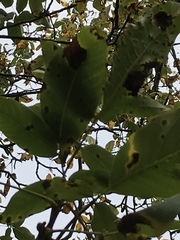 Ophiognomonia leptostyla