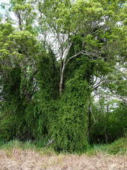 Muehlenbeckia australis × complexa