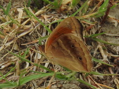 Junonia stemosa