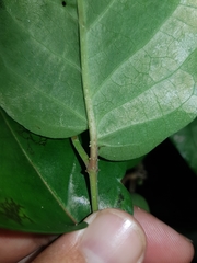Piper tuberculatum