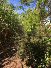 Capsicum annuum glabriusculum