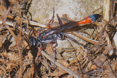 Ammophila heydeni