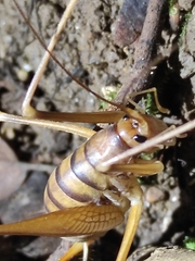 Dolichopoda geniculata