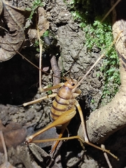 Dolichopoda geniculata