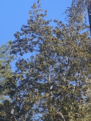 Chrysolepis chrysophylla