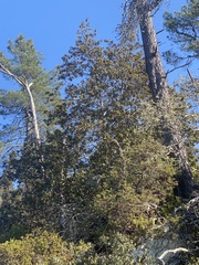 Chrysolepis chrysophylla