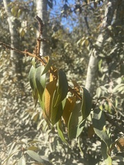 Chrysolepis chrysophylla