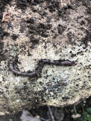 Lumbricus terrestris