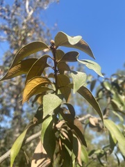 Chrysolepis chrysophylla