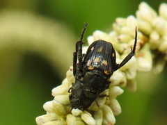 Strigoderma mexicana