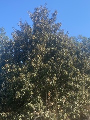 Chrysolepis chrysophylla