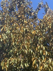 Chrysolepis chrysophylla