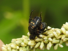 Strigoderma mexicana