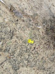 Talinum polygaloides