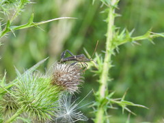 Leptoglossus phyllopus