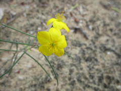Talinum polygaloides