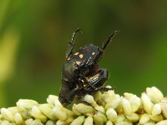 Strigoderma mexicana