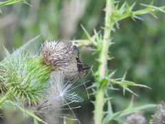 Leptoglossus phyllopus