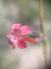 Ipomopsis aggregata collina