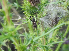 Leptoglossus phyllopus