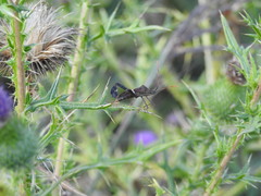Leptoglossus phyllopus
