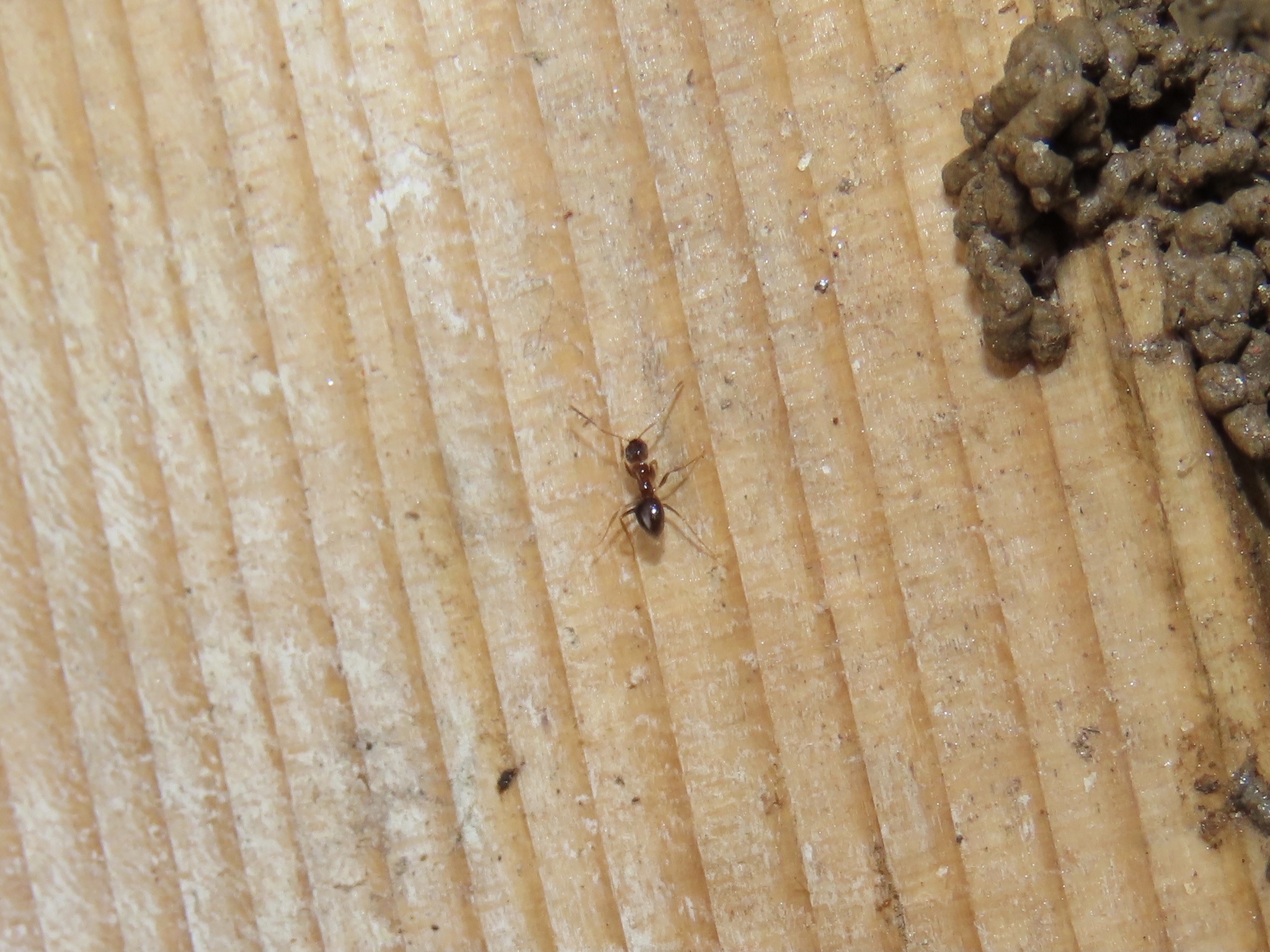 Nylanderia faisonensis