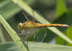 Sympetrum meridionale