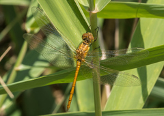 Sympetrum meridionale