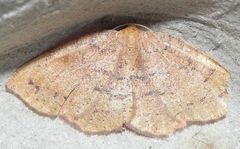 Apodrepanulatrix liberaria