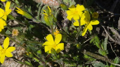 Croptilon rigidifolium