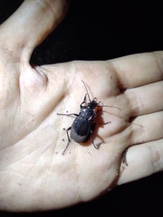 Carabus rossii