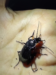 Carabus rossii