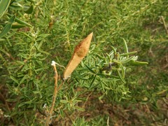 Adenocarpus hispanicus