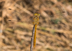 Sympetrum meridionale