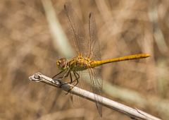 Sympetrum meridionale