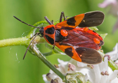 Tropidothorax leucopterus