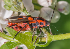 Tropidothorax leucopterus