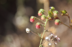 Cristaria dissecta dissecta