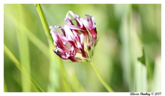 Trifolium variegatum