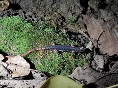 Salamandrina perspicillata