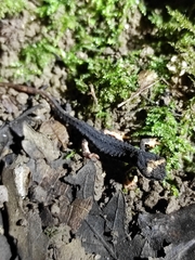 Salamandrina perspicillata