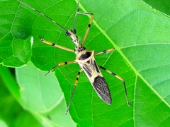 Zelus armillatus