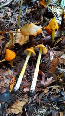 Hygrocybe