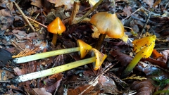 Hygrocybe