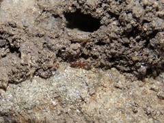 Hypoponera opacior