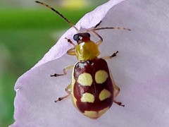 Diabrotica sinuata