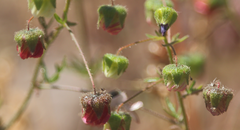 Cristaria dissecta dissecta