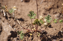 Cristaria dissecta dissecta