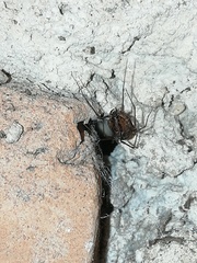 Scytodes fusca
