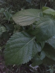 Perilla